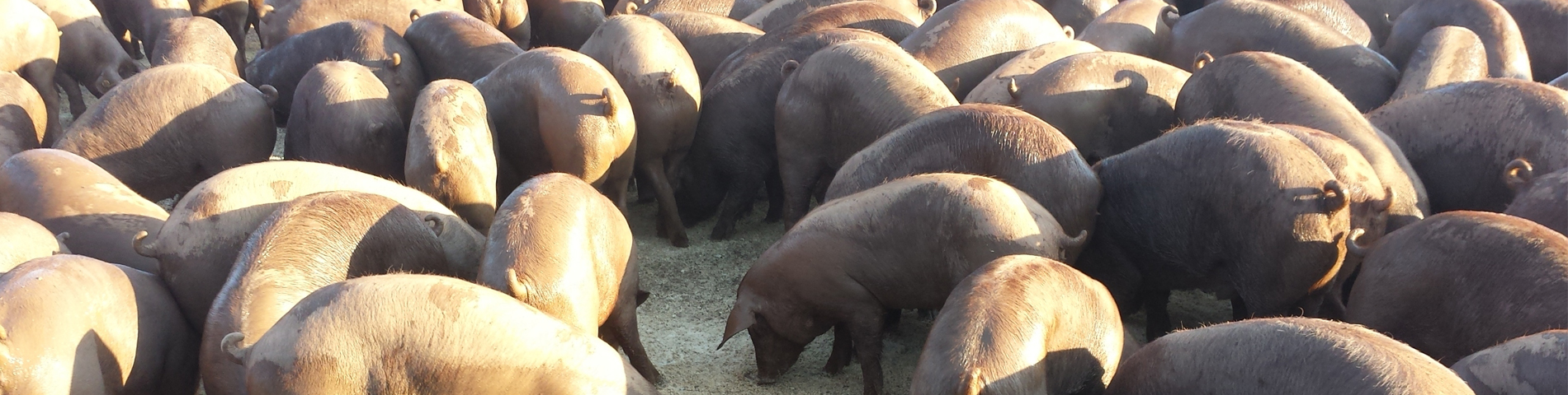 GyG Agropecuarios, mascotas y veterinaria en Almendralejo